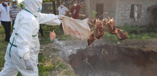 एच नाइन भाइरसबाट चितवनका किसानले पालेका कुखुरा मर्न थाले