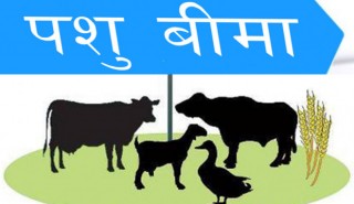 गोरखाका किसानले पशु बिमा निशुल्क गर्न पाउने