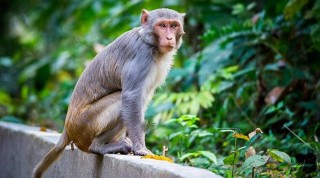 बाँदर लखेट्न एकोहोरो शङ्ख फुक्छन् बाग्लुङ जैमिनीका किसानहरु