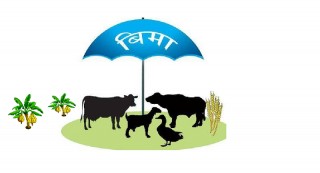 गोरखामा निःशुल्क पशुबिमा कार्यक्रम सुरु, अब किसानले पशु बिमा गर्दा पैसा नलाग्ने