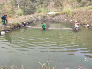 व्यवसायिक माछापालनमा किसानको आकर्षण बढ्यो