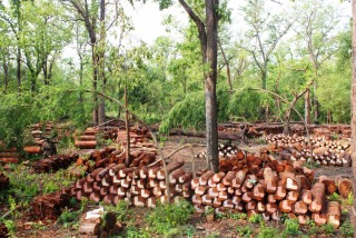 सालको काठ विक्रि वितरणमा लागेको प्रतिबन्ध अझै हटेन
