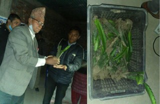इच्छाकामना ३ का किसानलाई ड्रागन फुटको बेर्ना वितरण