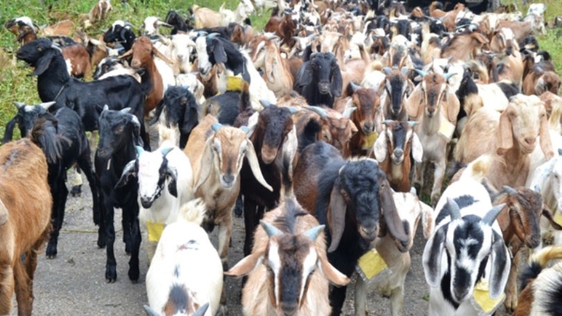 गोरखाको सिरानचोकमा खोरबाटै खसि हराउन थाले