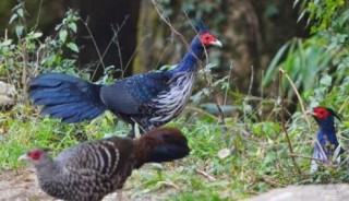 जुम्लामा व्यवसायिक रुपमा कालिज पाल्न थालियो 