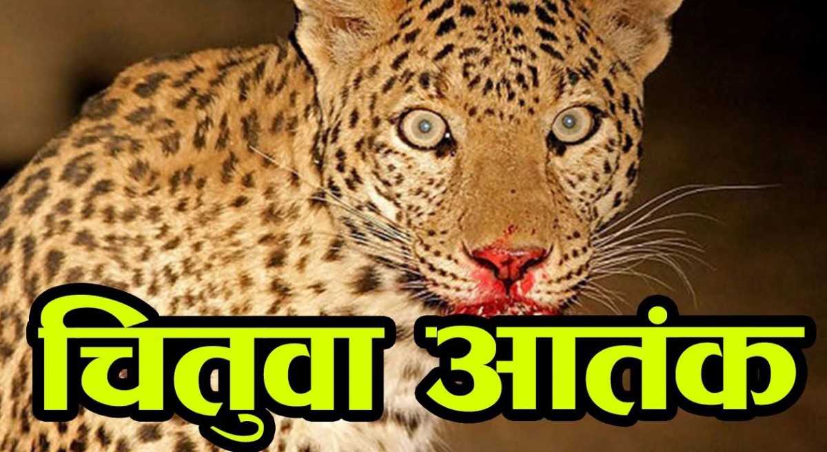 बन्दीपुरमा चितुवा देखिन थालेपछि सतर्क रहन आग्रह
