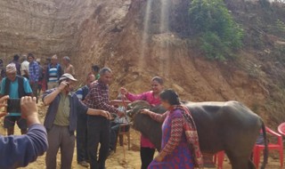 गोरखाको शहिद लखन गाउँपालिकाद्वारा किसानलाई उन्नत जातको भैंसी वितरण