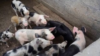 गोरखाको शहिद लखन गाउँपालिकाद्वारा किसानलाई बंगुर पाठी वितरण