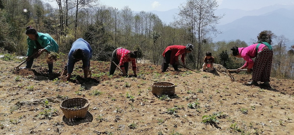 सोलुखुम्बुमा कोरोनाका कारण गाउँ फर्कनेहरु बढे, खेतीपाती गर्ने पनि बढ्दै 