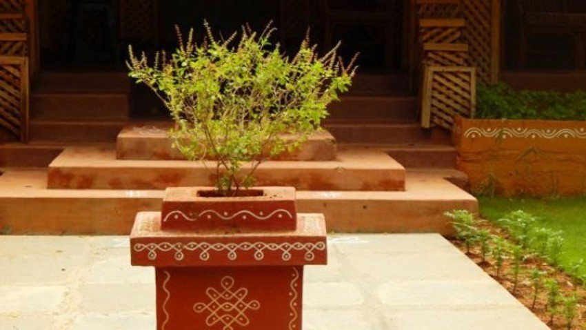आज तुलसी रोप्ने दिन, चार महिनासम्म विशेष पूजा सुरु हुँदै 