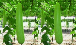 लौकाको बोक्रा नफालि खादा यस्ता छन् फाइदा