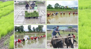 इच्छाकामना सहित चितवनका सबै स्थानीय तहमा ९२ प्रतिशत धान रोपाई सकियो