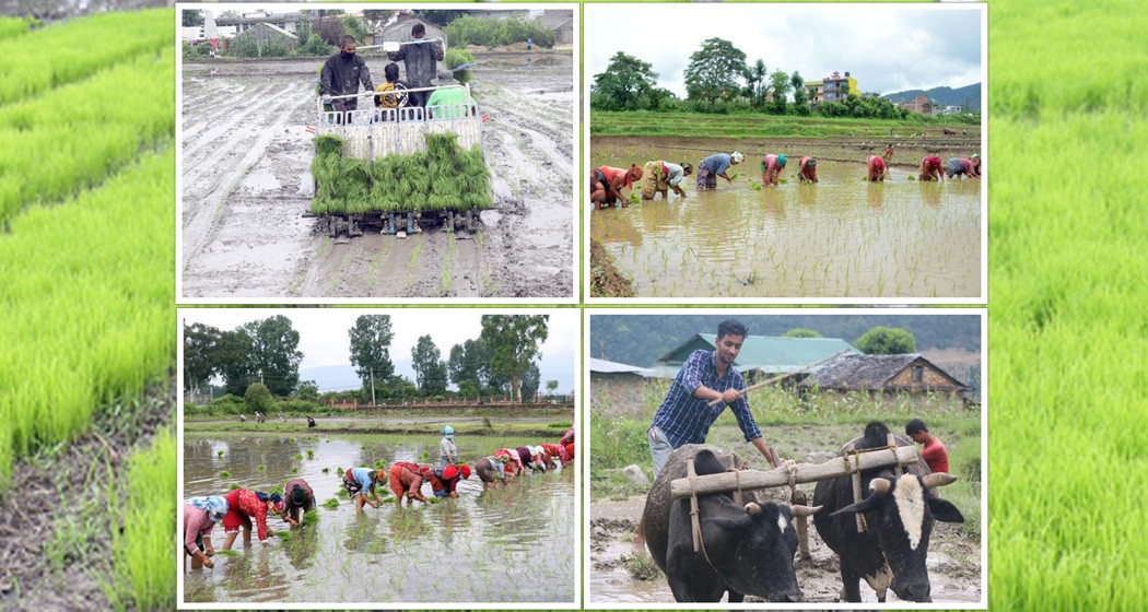 इच्छाकामना सहित चितवनका सबै स्थानीय तहमा ९२ प्रतिशत धान रोपाई सकियो