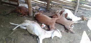 तनहुँको देवघाटमा अज्ञात रोगका कारण एउटै फार्मका ५३ बाख्रा मरे