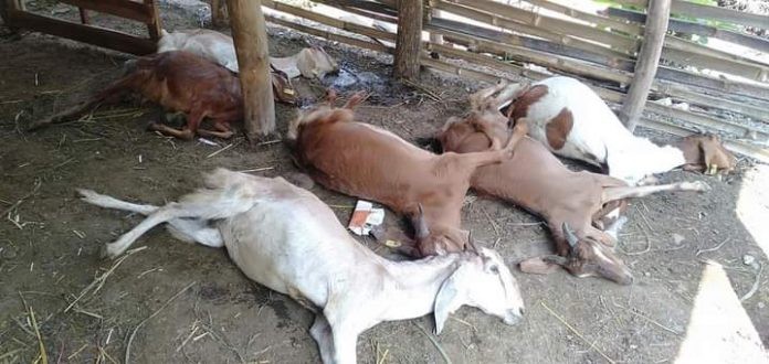 तनहुँको देवघाटमा अज्ञात रोगका कारण एउटै फार्मका ५३ बाख्रा मरे