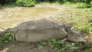 गैँडा मुद्दाका कैदीबन्दी भाग्दा संरक्षणमा चुनौती
