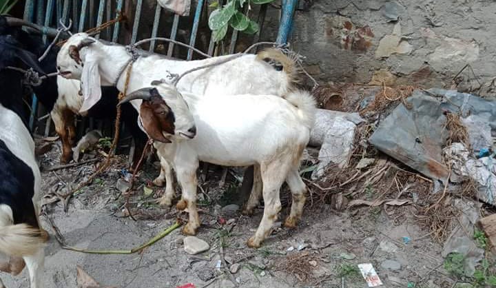 इच्छाकामना गाउँपालिकाको पशु शाखा मार्फत कामै नगरि ७ लाख ५० हजार भुक्तानी