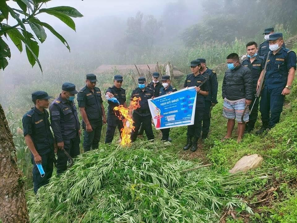 प्रहरीले आँबुखैरेनीको लाब्दी गाउँमा ५ हजार गाँजाको बोट नष्ट गर्‍यो