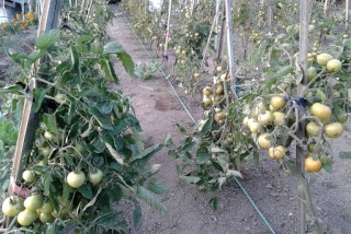 डोल्पामा गोलभेडालाई डढुवा रोगले सतायो 