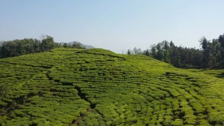 पर्वतको महाशिला गाउँपालिकामा व्यावसायिक चियाखेती
