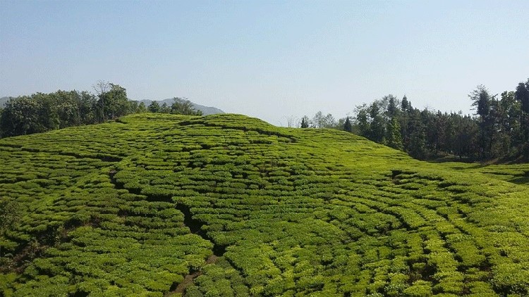 पर्वतको महाशिला गाउँपालिकामा व्यावसायिक चियाखेती