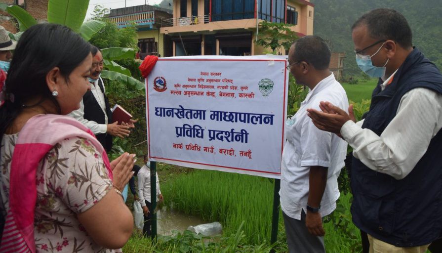 कृषि प्रविधिको प्रदर्शनी स्थल बन्दै आँबुखैरेनीको बरादी गाउँ