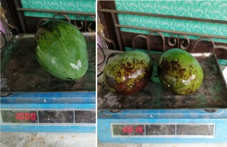 धादिङको ज्वालामुखीमा पाक्न थाल्यो एउटै १ किलोको हुने आँप
