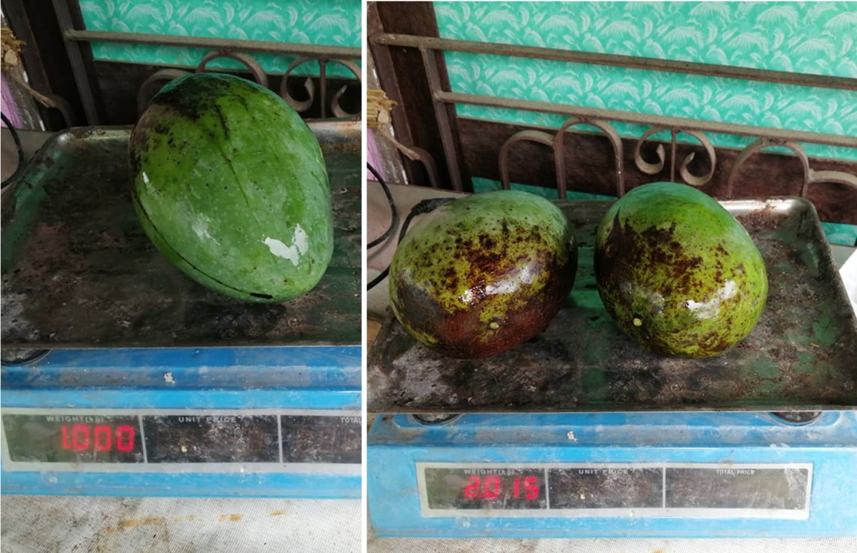 धादिङको ज्वालामुखीमा पाक्न थाल्यो एउटै १ किलोको हुने आँप