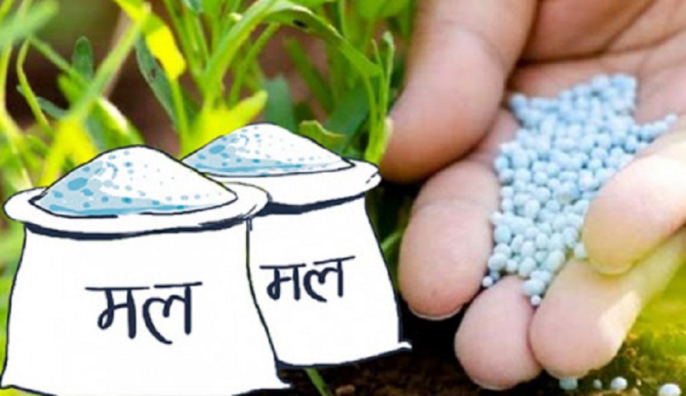 मलको अभावः धानको उत्पादन घट्ने भन्दै किसान चिन्तीत 