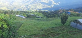 गोरखामा कोदोखेतीमा रोगको प्रकोपले बाली सखाप पार्‍यो