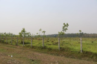 झापाकाे वनमा फलफूल, सगन्धित तेल र रबर खेती