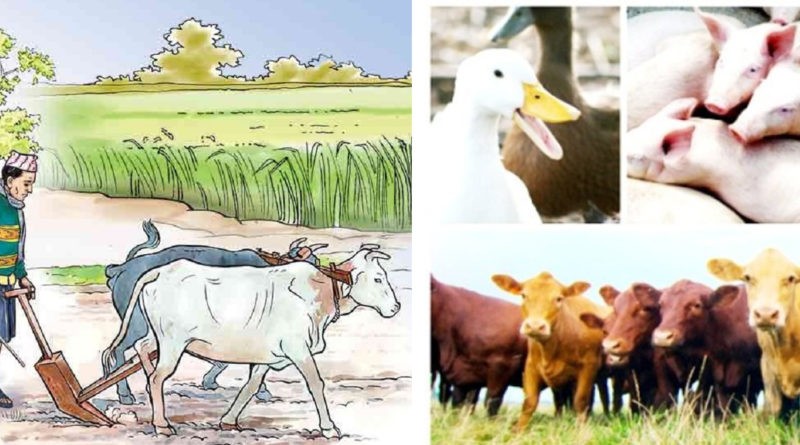 विपन्न परिवार व्यावसायिक पशुपालनमा आकर्षित, आर्थिक अवस्था सुधारिँदै