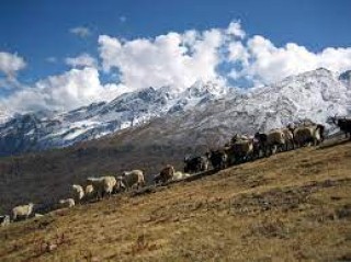 चिसो बढेसँगै बेँशी झारिँदै भेँडा