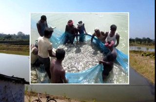 उत्पादन लागत अनुसारको मुनाफा पाउन नसकेको माछापालक किसानको गुनासो 