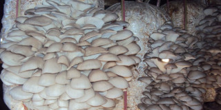 होमस्टे सञ्चालकलाई च्याउ खेती तालिम