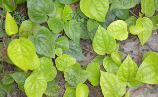 झापामा पानखेतीः १५ वर्षसम्म दर्बिलो आम्दानी