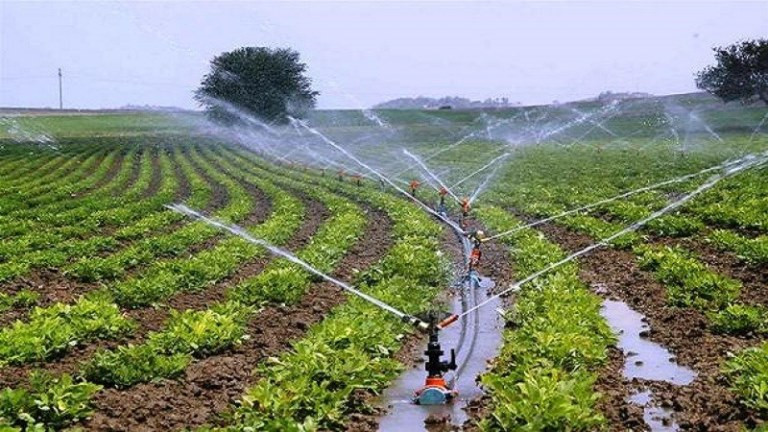 निकुन्जले तारबार गर्न थालेपछि स्थानीयहरू फेरि कृषि पेसामा फर्किँदै 