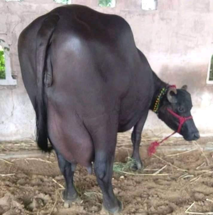 तीन वर्षभित्र बर्दिबासका सबै किसानको घरमा उन्नत जातको भैँसी हुने