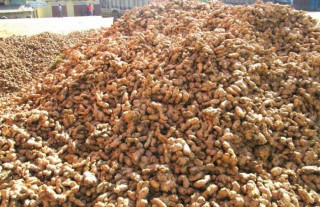 उत्पादन गरेको अदुवाले बजार नपाएपछि किसानहरू चिन्तित 