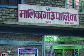 स्थानीय सरकारले अनुदान दिएपछि व्यावसायिक बन्दै गुल्मीका किसान 