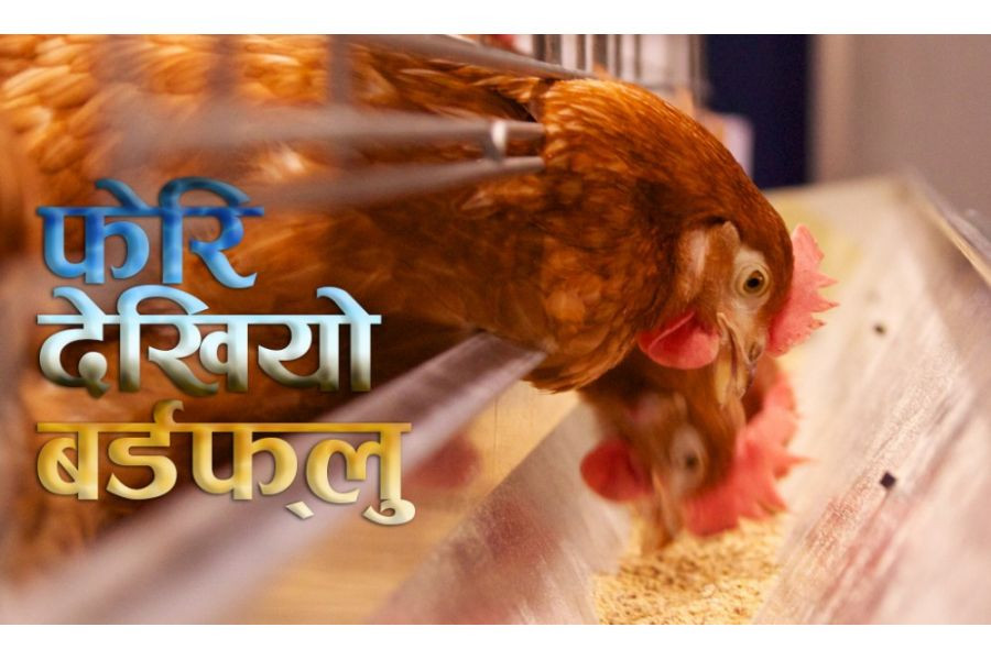 बागमती प्रदेशमा बर्डफ्लु फैलिँदै, कृषकलाई सर्तक रहन आग्रह