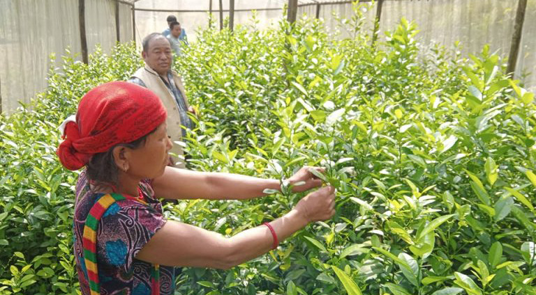 व्यवसायिक कागती र बेसार खेतीमा सक्रिय हुँदै मनकामना आरुबोटका महिलाहरु