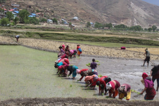 जुम्लामा काली मार्सी धानको खेती प्रारम्भ 