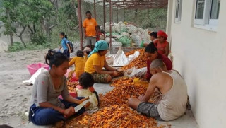 बाँझो जमिनमा अर्गानिक बेसार खेती गर्न जुटे मनकामना कृषि सहकारीका किसानहरु 