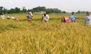 मधेशमा ‘लबान’ पर्व मनाइँदै