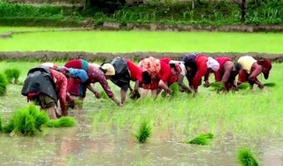 देशभर ९१ प्रतिशत धान रोपाइँ  सम्पन्न