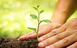 नेपालमा बर्सेनि करोडभन्दा बढी बिरुवा रोपिँदै, संरक्षणमा भने चुनौती 