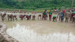 पाल्पामा रोपाईँका क्रममा गाइने बाली गीतको चलन कम हुँदै 