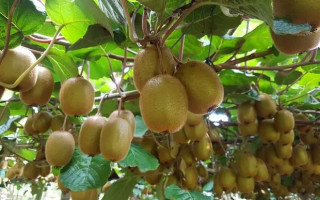 स्वास्थ्यको लागि गुणकारी किबी, भगाउँछ यी रोगलाई टाढा