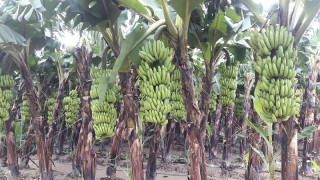 तराईमा तिहार : बढ्दो केराका थामको बजार